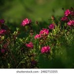 一区二区在线观看免费不卡 6smoh8zt