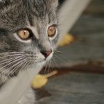 同性男男性视频网站资源 6x2jf