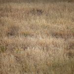 久久99国产精品二区 wjzrpkk