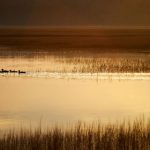 where is sci hub now:探索Sci-Hub当前的访问状态与替代方案 2e3pg