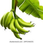 不见星空更名为三月樱花:春日里的浪漫与思念 s77yi5l